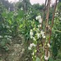 সিম বিজ