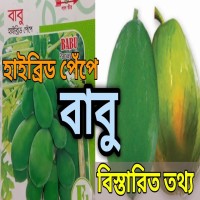 বাবু পেঁপে