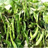বারি শিম-৬