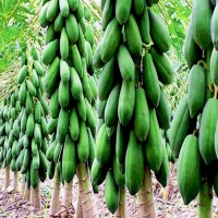 হাইব্রিড গ্রিন লেডি পেপের বীজ