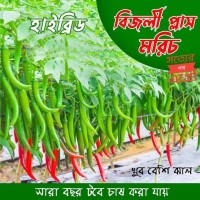 মরিজ বীজ