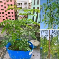 ODC-3 সাজনা বীজ
