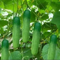 শসা বিজ